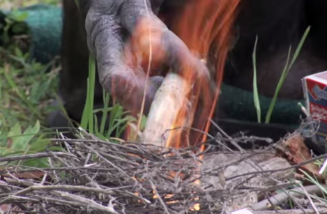マッチで火を点けマシュマロ炙るチンパンジー属のボノボ